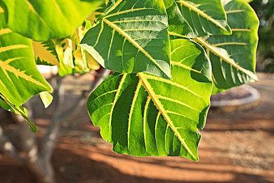 潜行FPS恐怖游戏《浴血西部》2月10日登陆抢先体验